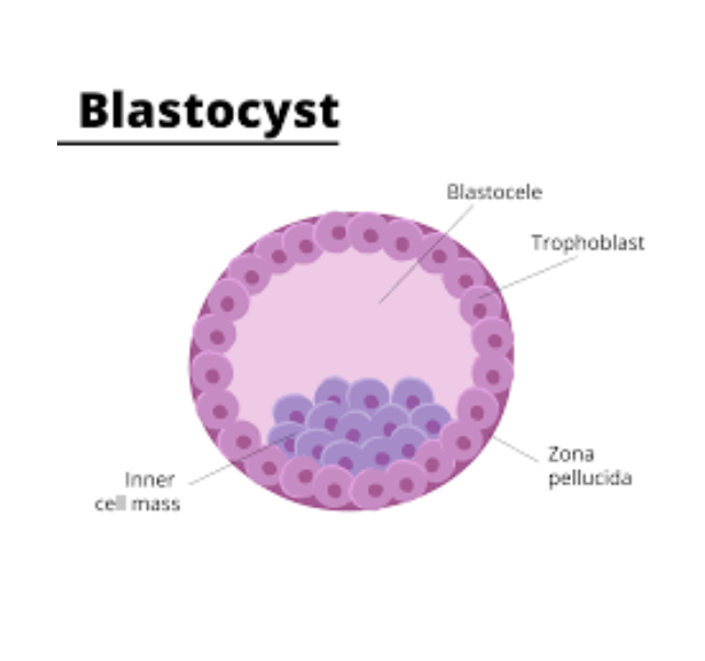 blastocyst