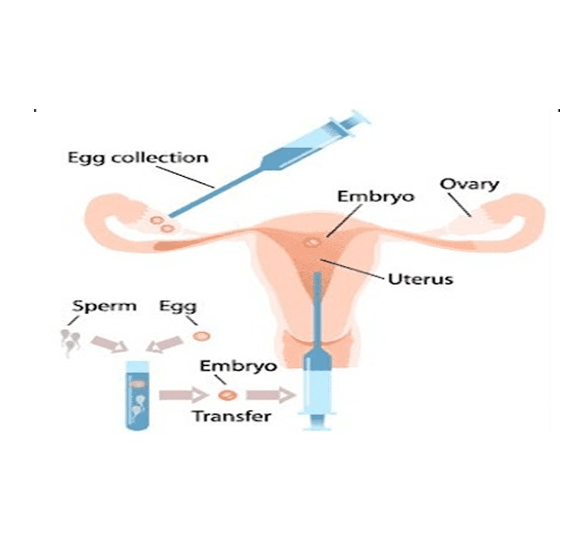 egg embryo