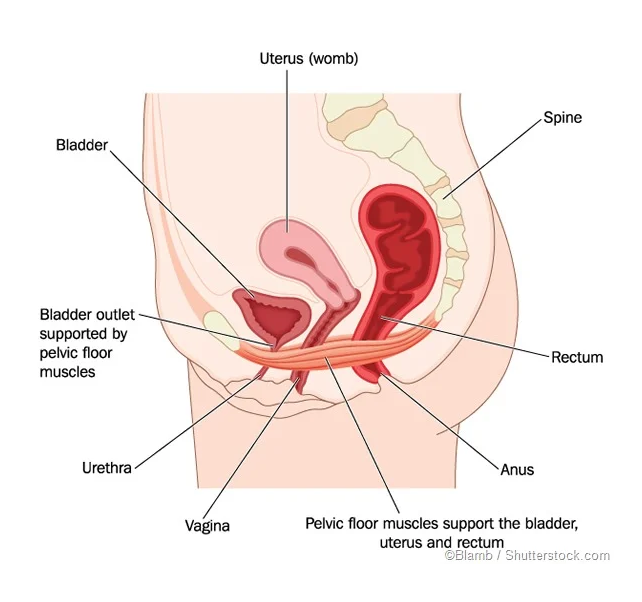 uterus