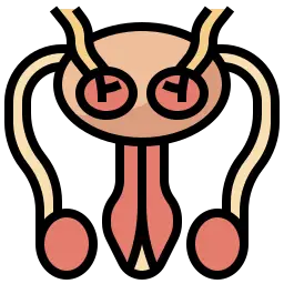 hysterectomy